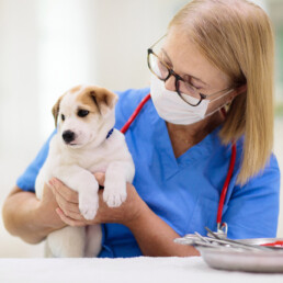 TVD-Partner-fuer-Tieraerzte-7