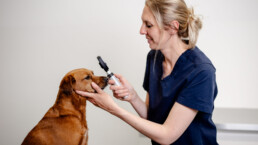 fellovet Tierarztpraxen in K&ouml;ln