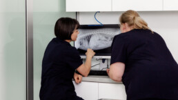 Weichteilchirurgie bei den Tierarztpraxen in K&ouml;ln von fellovet