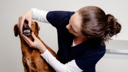 Zahnreinigung, Zahnsanierung beim Tierarzt in K&ouml;ln